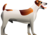 chien